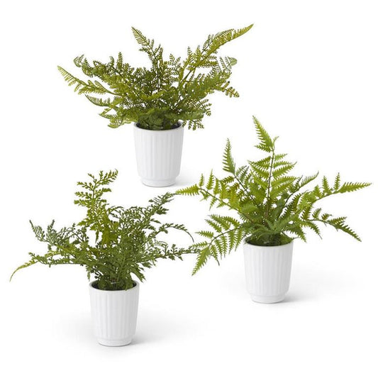 Assorted Ferns in Ceramic Pots