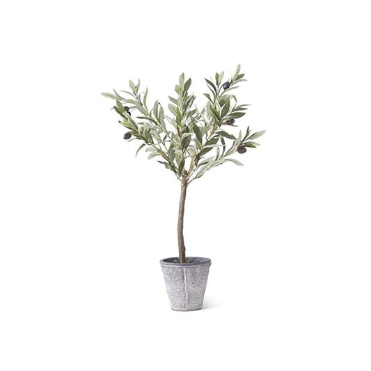Olive Tree with Gray Wash Pot