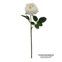 White Austin Rose
