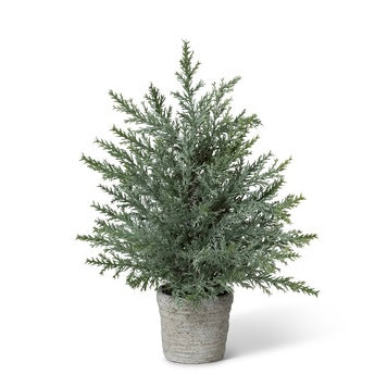 Juniper Cone Shrub in Pot