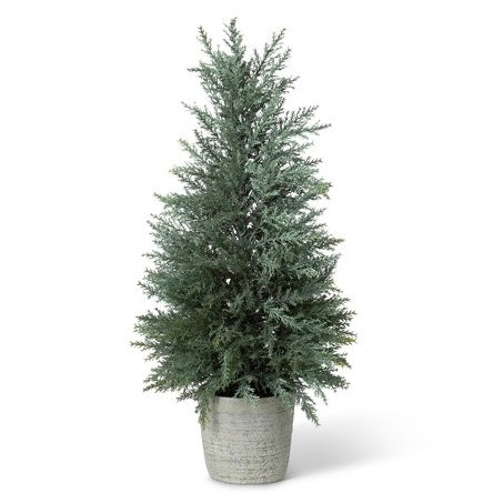 Juniper Cone Shrub in Pot