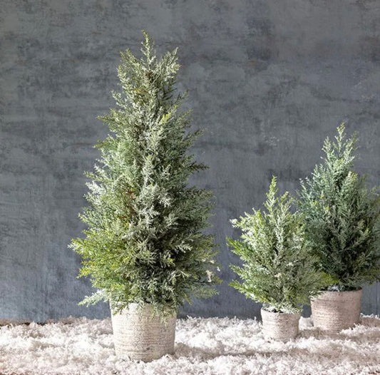 Juniper Cone Shrub in Pot