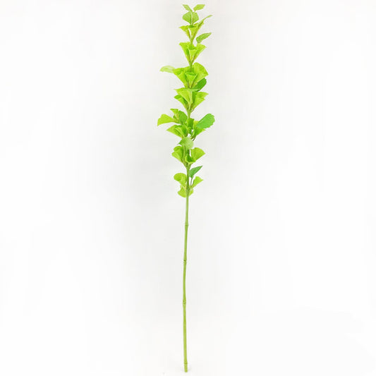 Garden Bells of Ireland Stem