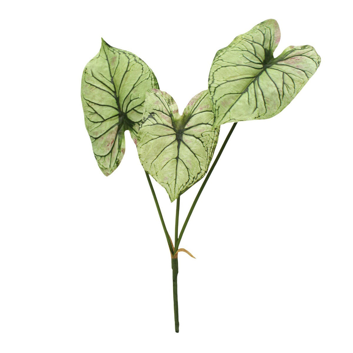 Caladium Stems, Light Green