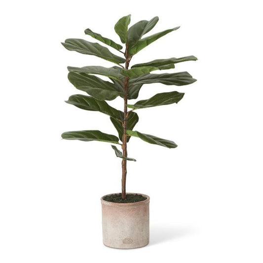 Fiddle Leaf Fig Tree in Distressed Clay Pot