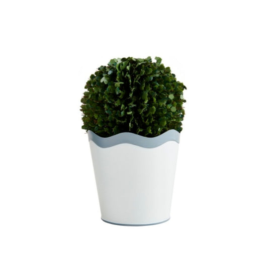 Large Scalloped Boxwood Pot