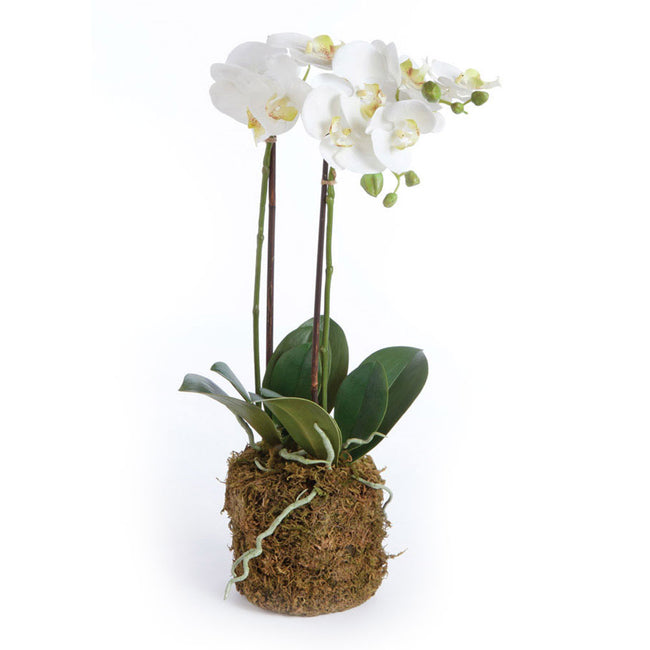Phalaenopsis Orchid Drop-In