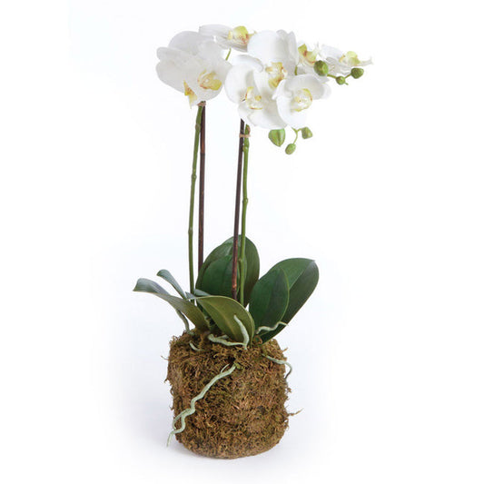 Phalaenopsis Orchid Drop-In