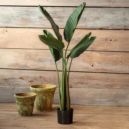 Potted Bird of Paradise Plant 59 in.