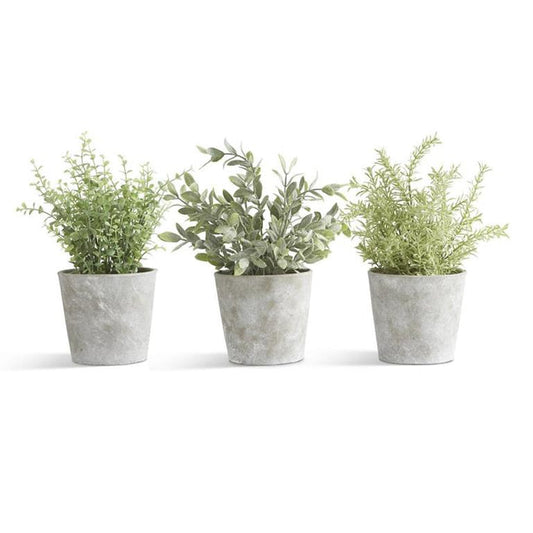 Assorted Herbs in Cement Pots