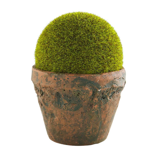 Preserved Moss Pot
