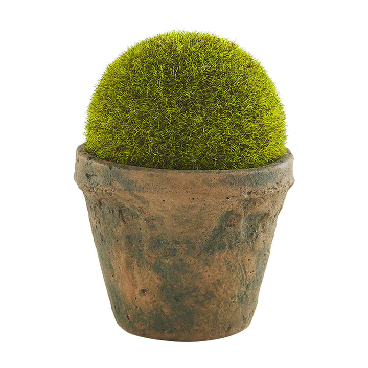 Preserved Moss Pot