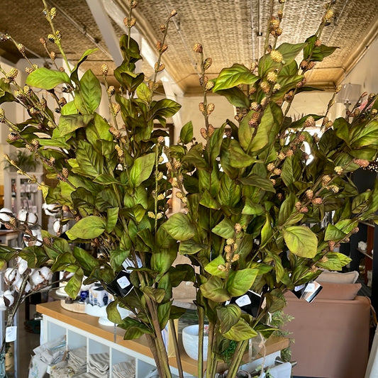 35” Green European Beech Stem