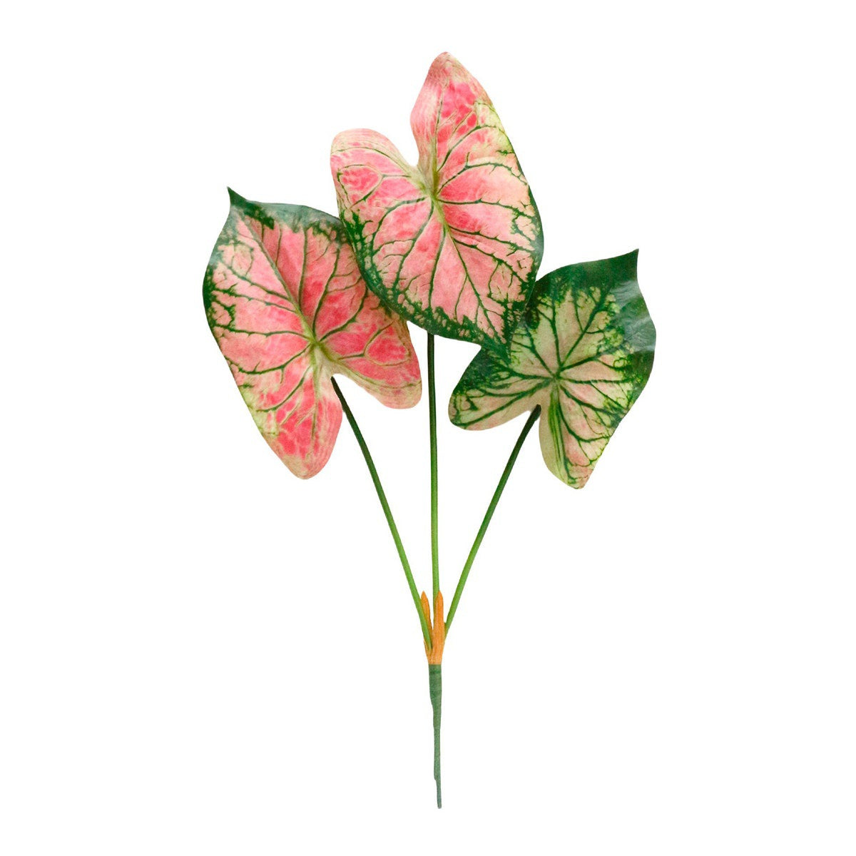 Caladium Watermelon