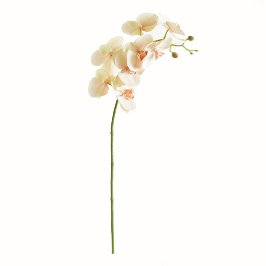 Orchid Stem in blush pink